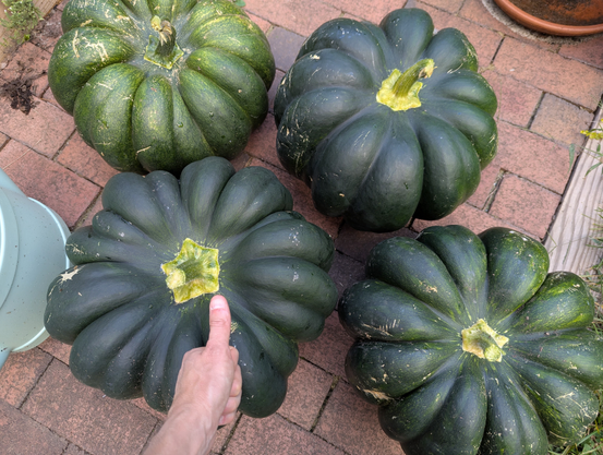 4 big dark green pumpkins on the ground with a hand for scale.