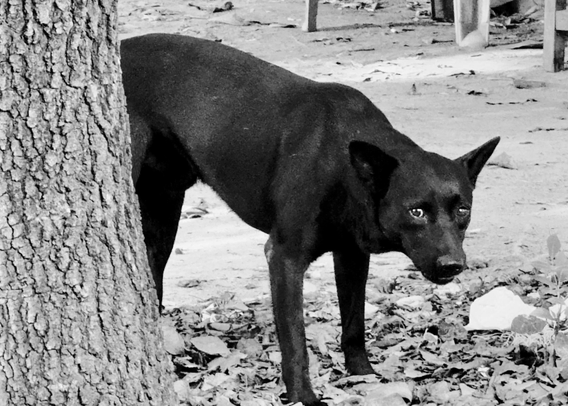 A black dog peeking around a tree with eyes focused forward, standing on leaf-covered ground.
