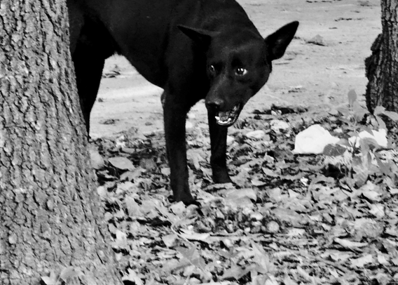 A black dog peeking between trees on a leaf-covered ground, looking alert and slightly menacing.