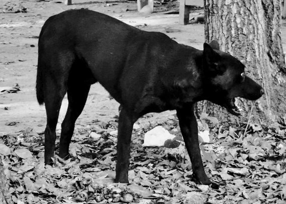 A black dog standing outdoors on a bed of fallen leaves near a tree, with its mouth open and facing right.