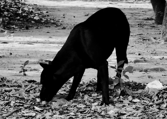 A black dog with pointed ears bends down to sniff or investigate the ground covered with leaves and small plants.