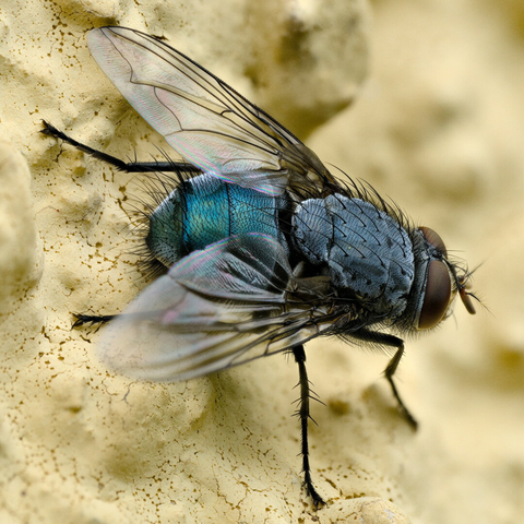 Eine Fliege sitzt auf einer Hauswand. Der Hinterleib ist stahlblau, der Vorderleib ist dunkel und die Augen sind rot.