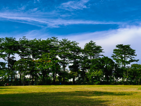 A wide view of a grassy field with tall trees and a blue sky with wispy clouds overhead.