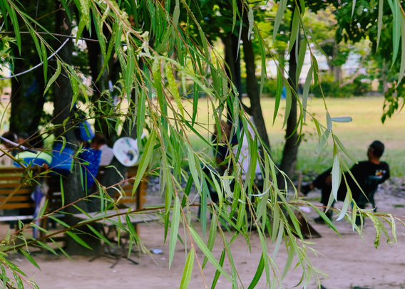 People sitting on benches in a park, viewed through hanging tree leaves.