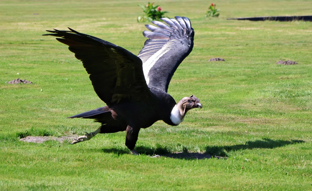 A male Andean condor running on a grassy field, its massive wings partially spread as it prepares to take off. Its dark plumage contrasts with white wing patches and a white ruff, while its bare, reddish head, curved beak, and prominent fleshy comb confirm its sex. The scene is set against a backdrop of green grass and scattered plants.