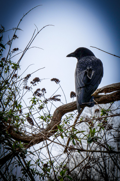 A large crow perched on a thick, weathered tree branch. The bird is viewed from back looking to the left, showing its glossy black feathers and thick, curved beak against a bright, hazy sky. Bare branches and wild shrubs frame the lower left side of the image.