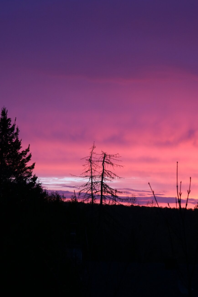 Photograph of a sky at sunrise behind the stunted black silhouette of two small spruce trees in the centre with all their needles lost, and a larger spruce tree on the left. The sky is a beautiful almost purple blue at the top of the photo, changing to bright pink lower behind the trees, with some purple clouds and with a small strip of blue sky closer to the horizon.

Photographie d'un ciel au lever du soleil derrière la silhouette noir et chétive de deux petites épinettes ayant perdu toutes leurs aiguilles au centre, et d'une plus grosse épinette fournie à gauche. Le ciel est d'un beau bleu presque mauve dans le haut de la photo, passant au rose vif plus bas derrière les arbres, avec quelques nuages mauves et avec une petite bande de ciel bleu plus près de l'horizon.