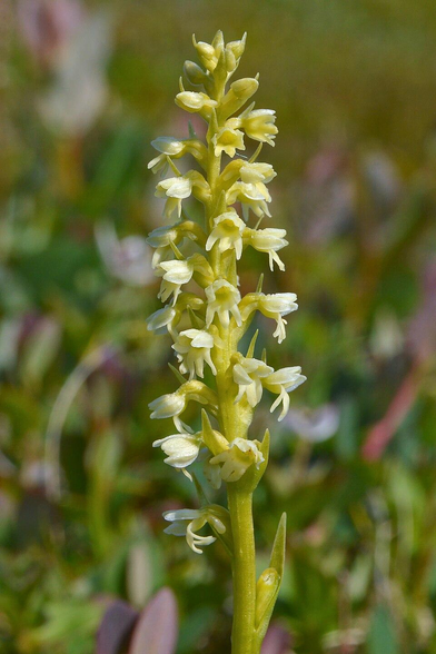 A photo of a vanilla-scent bogorchid.