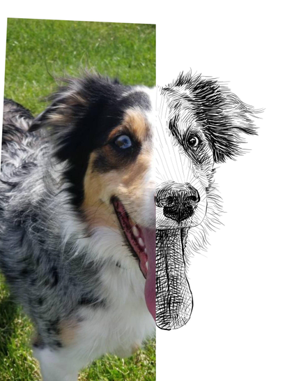 Black and white drawing of a dog named Dexter, with the left half of the image being the reference.