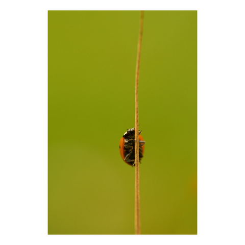 A red ladybug with black spots climbing up a twig, with the green of the grass in the background.