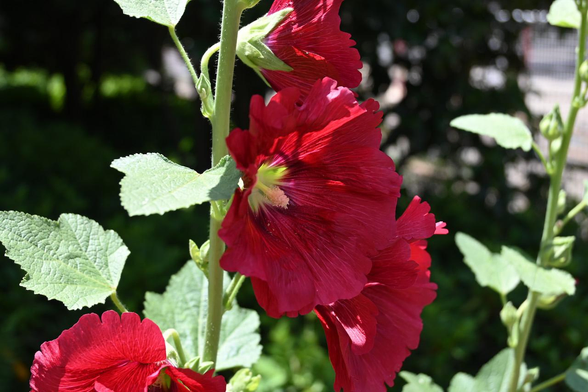 ワインレッドのタチアオイ。茎に沿っていくつもの花を咲かせている。/ 2026.05.29 西洞院高辻あたり・綾西公園から