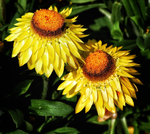 Two bright yellow strawflowers with papery, elongated petals and dense orange-red centres, standing out against a blurred background of green foliage. The flowers have a slightly weathered, textured appearance typical of strawflowers.
