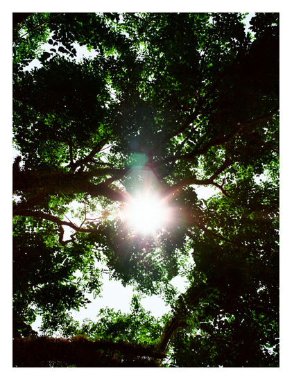 A dense green tree canopy, with bright sunlight bursting through the center leaves. - Google Gemini 3.1 Pro Preview