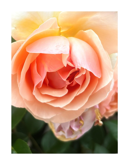 Closeup of the delicate petals of a pink rose, facing downward, sprinkled with a few raindrops. Below the petals are some blurred green leaves.