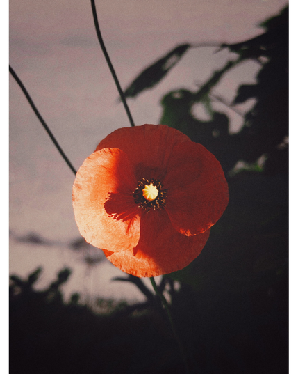 Eine rote Mohnblume im Morgenlicht