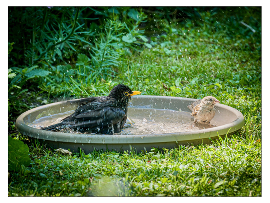 Eine Amsel und ein Spatz baden zusammen in einer mit Wasser gefüllten Schüssel.