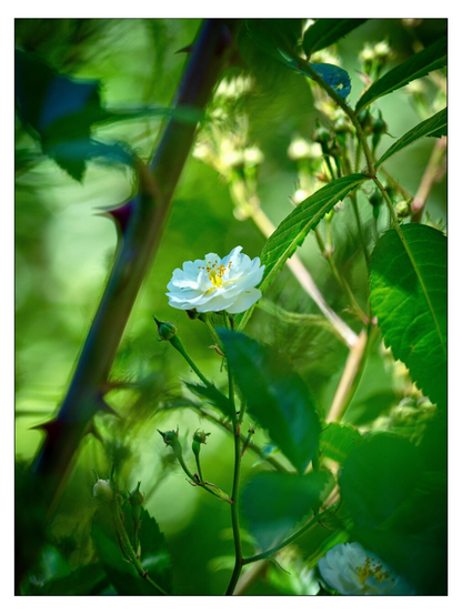 Eine weiße Rosenblüte inmitten des sie umgebenden grünen Rosenstrauchs