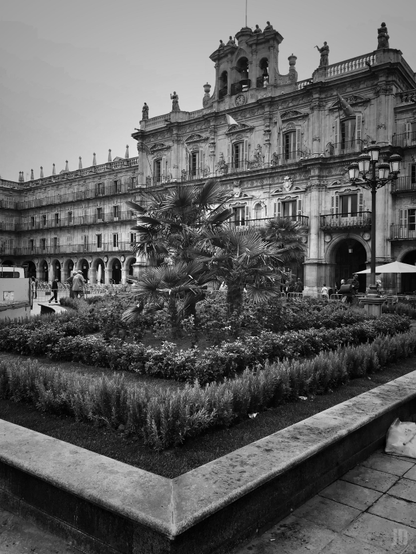 La imagen muestra la Plaza Mayor de Salamanca con un jardín central lleno de arbustos y palmeras pequeñas. Al fondo se ve eledificio histórico del ayuntamiento, de estilo barroco con balcones, arcos y estatuas en la parte superior. También hay un reloj en la fachada y varias banderas ondeando. Algunas personas caminan por la plaza, y a la derecha se observan farolas clásicas y mesas con sombrillas. La fotografía es en blanco y negro.