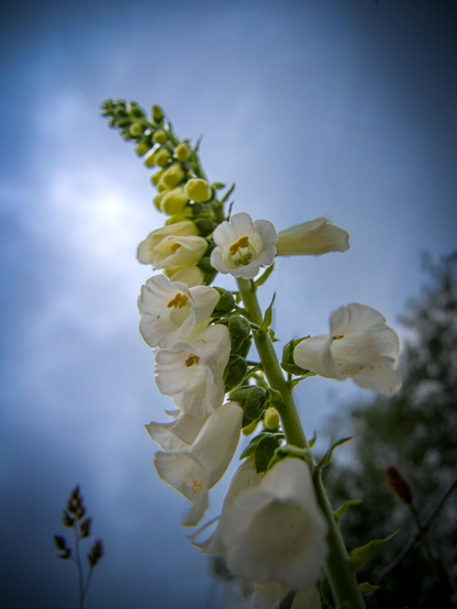 Tall spire of a white foxglove flower with bell-shaped blossoms against a dramatic overcast blue sky.