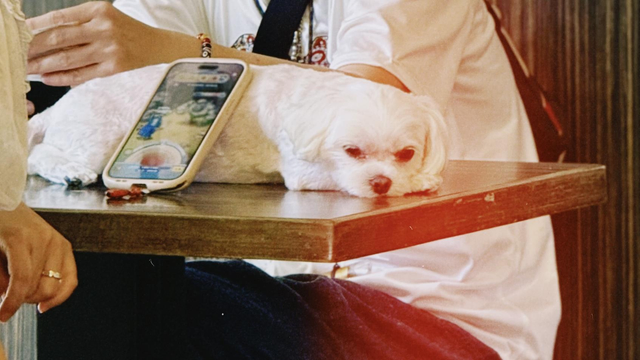 A small white dog lies on a wooden table with its head resting, next to a smartphone and a person's hand and arm nearby.