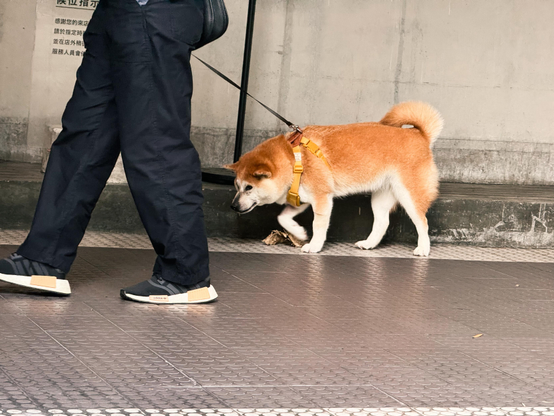 一只柴犬牵着主人在街上行走。