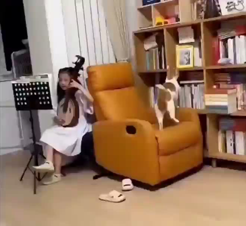 une jeune fille travaille sa partition sur un instrument à cordes type luth, la queue du chat sursaute à chaque note pincée