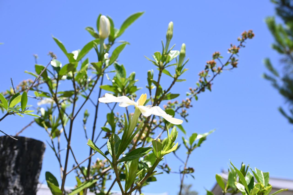 生け垣で咲いているクチナシ。上に伸びた茎から空に向かって咲いている。/ 2026.05.30 聖護院から