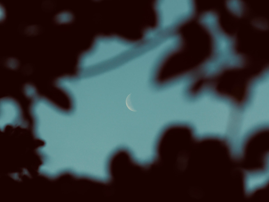 das bild zeigt eine zarte, schmale mondsichel am dämmerungshimmel. sie steht zentral im hintergrund und wird von den unscharfen, dunklen silhouetten von blättern und zweigen eingerahmt. der himmel hat einen sanften blau-türkisen farbton, was eine ruhige und friedliche atmosphäre schafft. durch den starken fokus auf den mond und die tiefschwarzen vordergrundelemente wirkt die aufnahme sehr minimalistisch und ästhetisch.