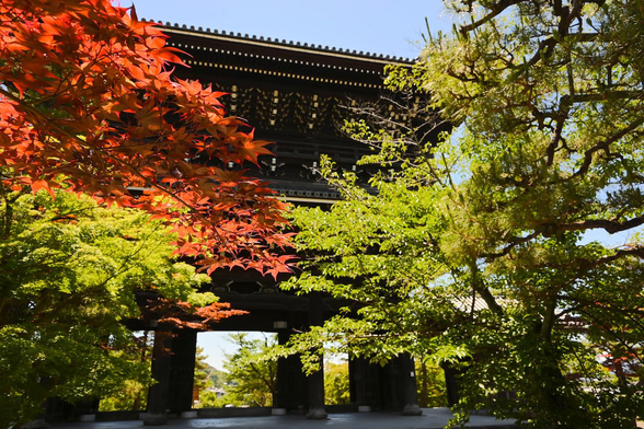 山門をくぐってすぐ。青紅葉の中に混じる赤いモミジが印象的。/ 2026.05.30 くろ谷・金戒光明寺から
