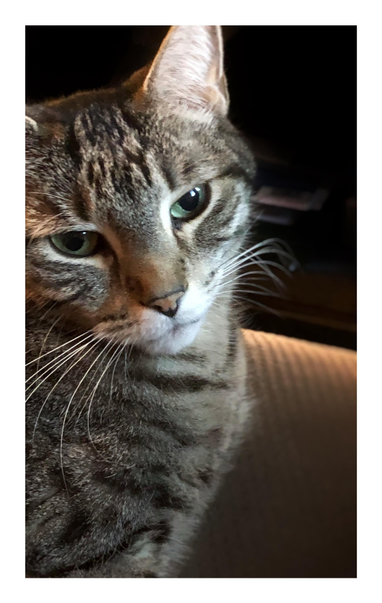 Closeup on a gray tabby cat (Max, dearly missed) sitting upright on a brown couch, with a blurred coffee table in the shadowy background. His chest faces right and his slightly tilted head is turned toward the camera. Please admire his striped fur and long white whiskers and gorgeous green eyes.