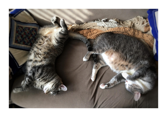 Photo looking straight down at two plump cats (both dearly missed) napping on a brown couch, surrounded by an afghan blanket and colorful couch pillows. On the left is Max, a gray tabby with striped fur, lying sideways in a C shape: belly curving outwards, tail curling towards his head, feet splayed out. On the right is his older brother Sachi, gray with a white belly and paws, also lying sideways in a C shape but facing the other way and with his belly curving inward instead of out.
