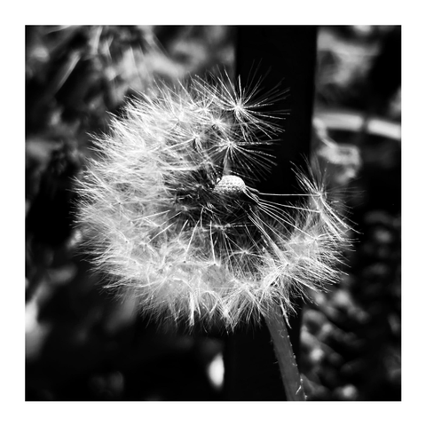 Black and white closeup of a fluffy white dandelion seed head against a blurred background. Some of the seeds have been blown off by the wind so that the remaining tufts form a fluffy letter C. The seed head is also known as a dandelion “clock,” which also fits the theme.