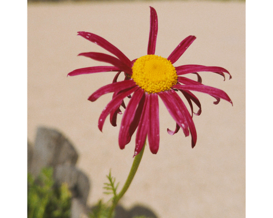 Blume mit roten Blütenblättern und gelber Mitte