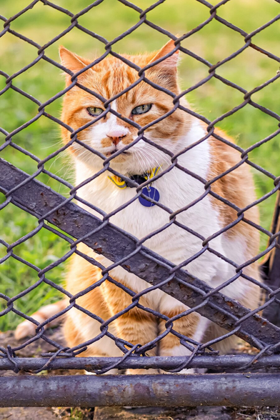 This is a photograph of an orange and white tabby cat with green eyes. They are wearing a yellow collar with a blue tag and are sitting behind a chain-linked fence. They are looking a little to the left of the camera with a slightly grumpy ans stern expression. The background shows a blurred green grassy area.