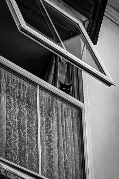 A monochrome photo of a large open window. The top half of the window is pushed open and in the corner the face of a black cat with big wide open eyes is peering out. The bottom half of the window is covered by a net curtain with an intricate swirly pattern.