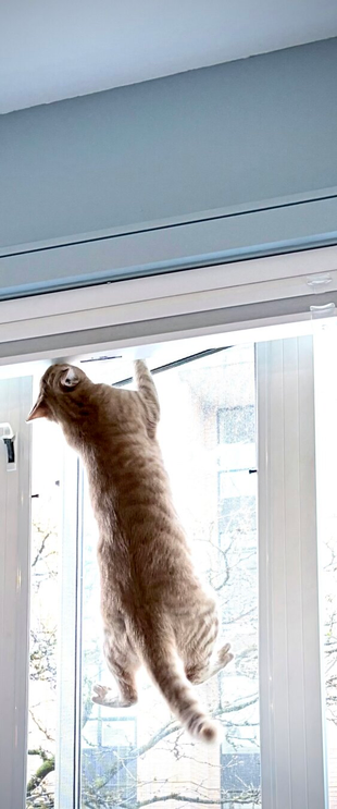 Orange tabby kitten hanging with all 4 limbs from the interior side of a window screen, touching a blind in the top of the window frame lightly with his nose. Walls/ceiling are blue and white. You can see the window frame and out of focus buildings in the background outside the window.