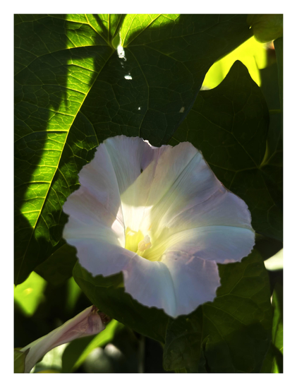 Closeup of a small morning glory or bindweed flower (Convolvulaceae) among large green leaves. Its funnel-shaped corolla of petals reminds me of the horn of an old-timey gramophone. Strikingly, morning sunlight backlights portions of the leaves — highlighting their veiny surfaces — and shines directly through the center of the flower, making it appear to glow from within.