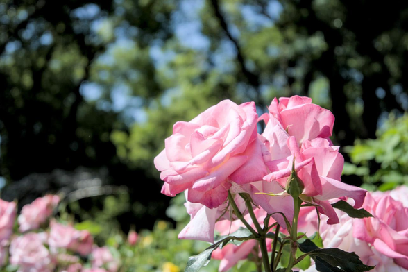 他の花よりやや高い位置で太陽を向いて咲いているバラ『凛』｡ピンク時にマゼンタの覆輪を持っている｡/ 2026.05.17 京都府立植物園・ばら園から