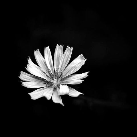 Auf dem Foto sieht man eine einzelne Blüte einer "Gemeinen Wegwarte". Der Hintergrund ist fast komplett schwarz. Das Foto ist in Schwarzweiß.