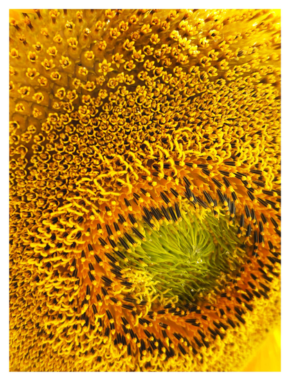 Closeup of a sunflower head, consisting of hundreds of florets: tiny tubular structures topped with petals, arranged in spirals around a green center (in the lower right quadrant of the photo). This green spot is surrounded by a ring of florets with black and orange stems, which is in turn surrounded by yellow-stemmed florets filling up the rest of the image. It reminds me a bit of photos of swirling sunspot activity on the surface of the sun.