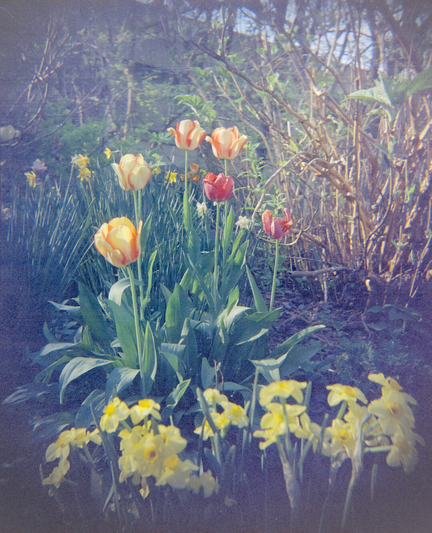 Red tulips and cream-colored tulips with red stripes behind many small white and yellow daffodil flowers