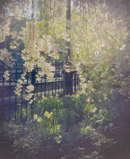 Cream-colored cherry blossoms, back lit