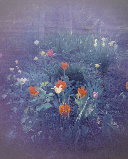 Many tulip flowers, kind of underexposed