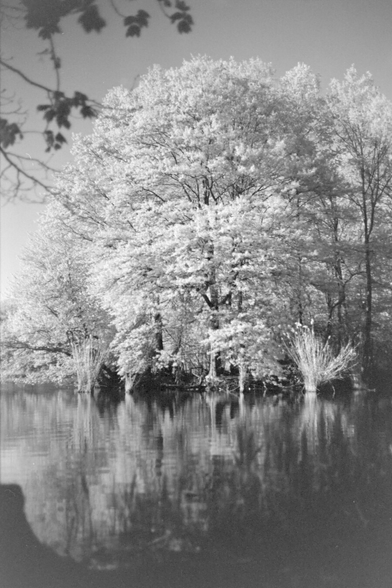 Tall trees on the other side of a lake, white with Wood effect in IR