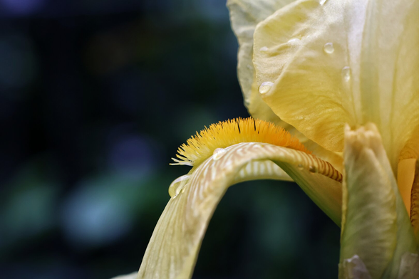Close-up macro photograph of a yellow bearded iris flower, showcasing its delicate, ruffled falls and standards with a prominent golden-yellow beard at the centre of the lower petals, composed of fine, fuzzy hairs. Water droplets glisten on the soft, velvety petals, catching the light like tiny jewels, while the slightly curved petals create an elegant, sculptural form. Subtle colour variations and visible veining add depth and texture. The background fades into a soft, blurred green bokeh.