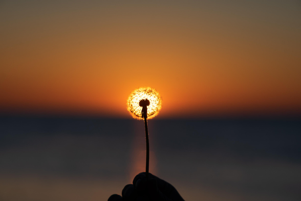 Farbfoto im Querformat. Eine Hand hält eine Pusteblume am Stiel, der Kopf der Blume liegt genau über der untergehenden Sonne und die Blume sieht daher aus, als würde sie leuchten. Im Hintergrund ist unscharf die Ostsee zu erahnen.