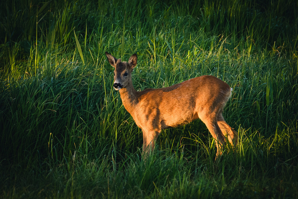 A photograph of a roe buck standing in a field with tall green grass. It is standing body facing left and head turned toward the camera.

The setting sun illuminates the deer and parts of the grassy field with golden light, while other parts are in shadow.