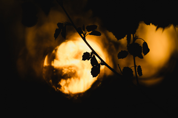 A photograph of the setting sun, heavily out of focus and distorted through the foliage of young trees. In sharp focus in the foreground are to branches in dark silhouette at different angles, vertically through the middle of the frame, with a few clusters of leaves on the. One of the branches cross the out of focus circle of the sun.

between the sun and the foreground are more leaves, leaving blurry echoes across the image. and around the sun are large fields of darker amber colours.