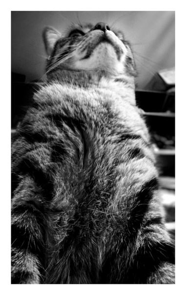 Black and white picture of my striped tabby Max (dearly missed), sitting upright and looking out into the distance. The photo is taken up close and at an extremely low angle so that Max looms like a giant. The image highlights the dark and light patterns on his fur and the individual hairs on his chest. A blurred bookcase stands in the background.