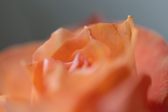 macro close-up of a pink-ish, orange-ish rose. the camera is very close, only highlighting some of the edges of its innermost petals, leaving a lot of detail blurry
